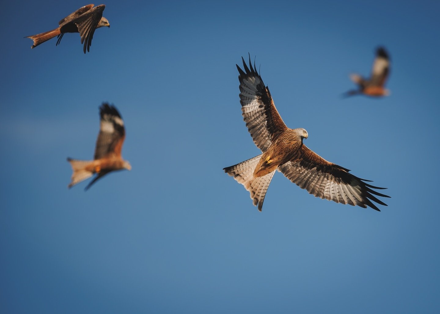 Stunning red kite taken from Big Tower hide at a recent photography workshop. Workshops can be booked via our website.

Captured by @p23way_photos 

#redkite #gigrin #gigrinfarm #midwales #rhayader #elanvalley #wildlife #birds