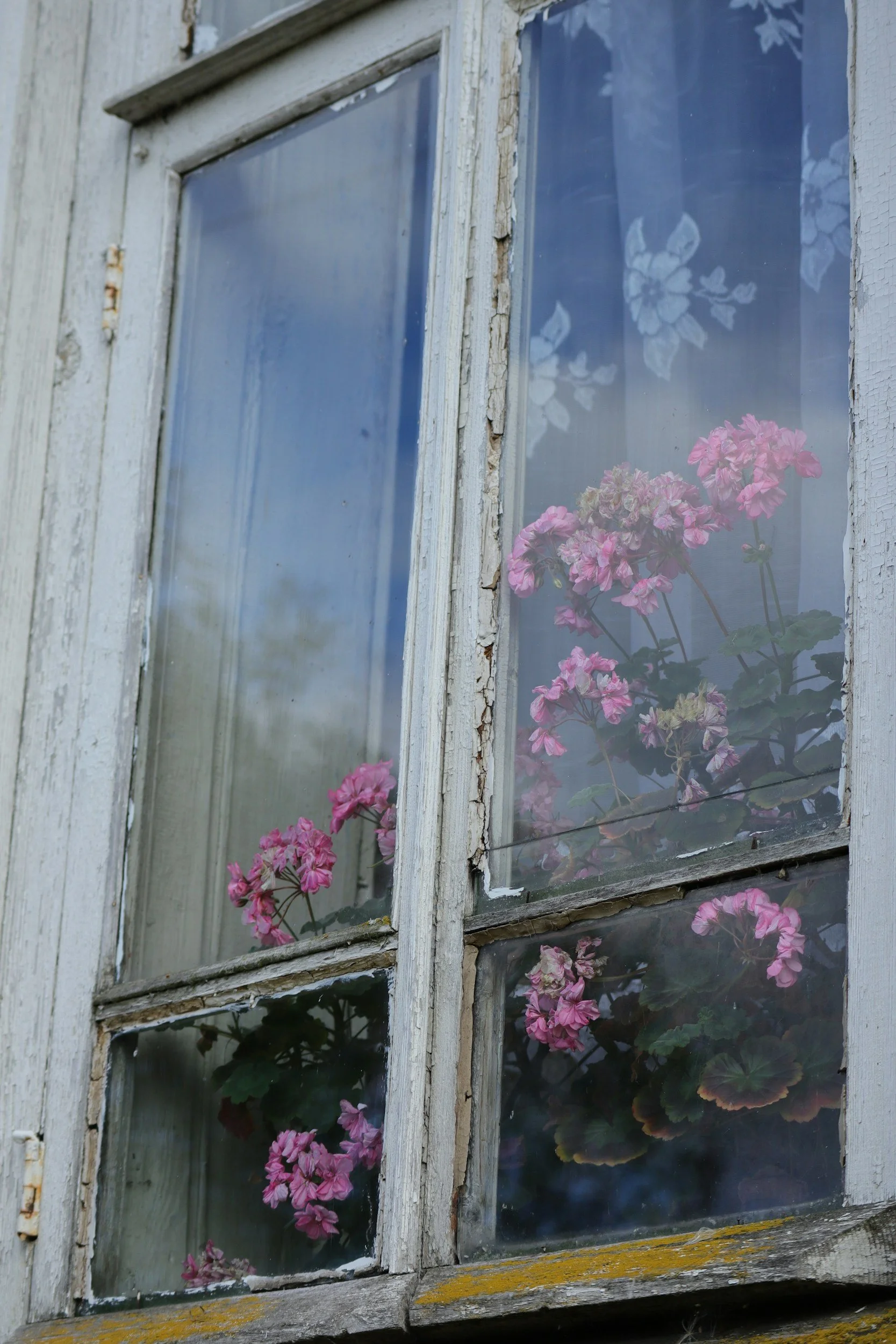 Windows in Bloom