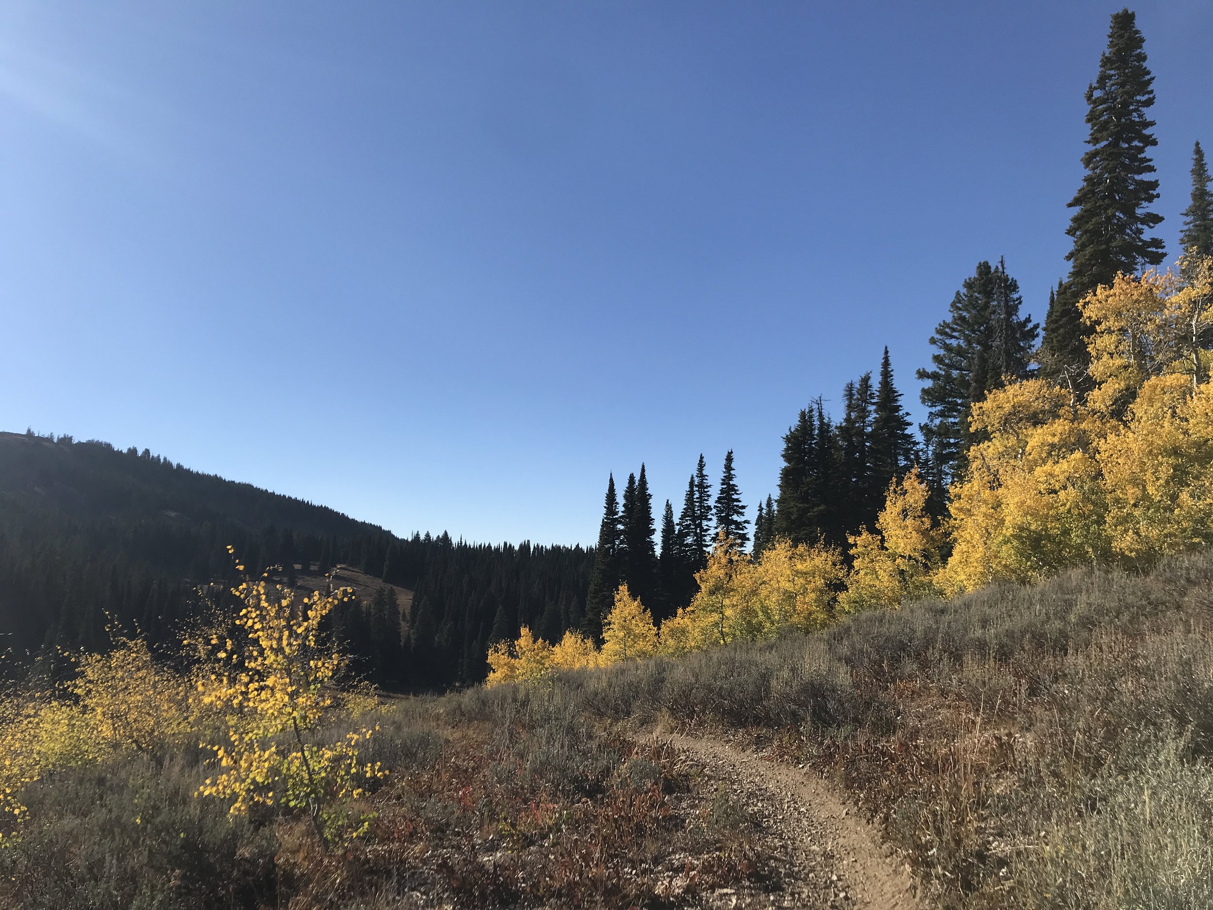 A mountain trail surrounded by yellow and green trees under a clear blue sky.