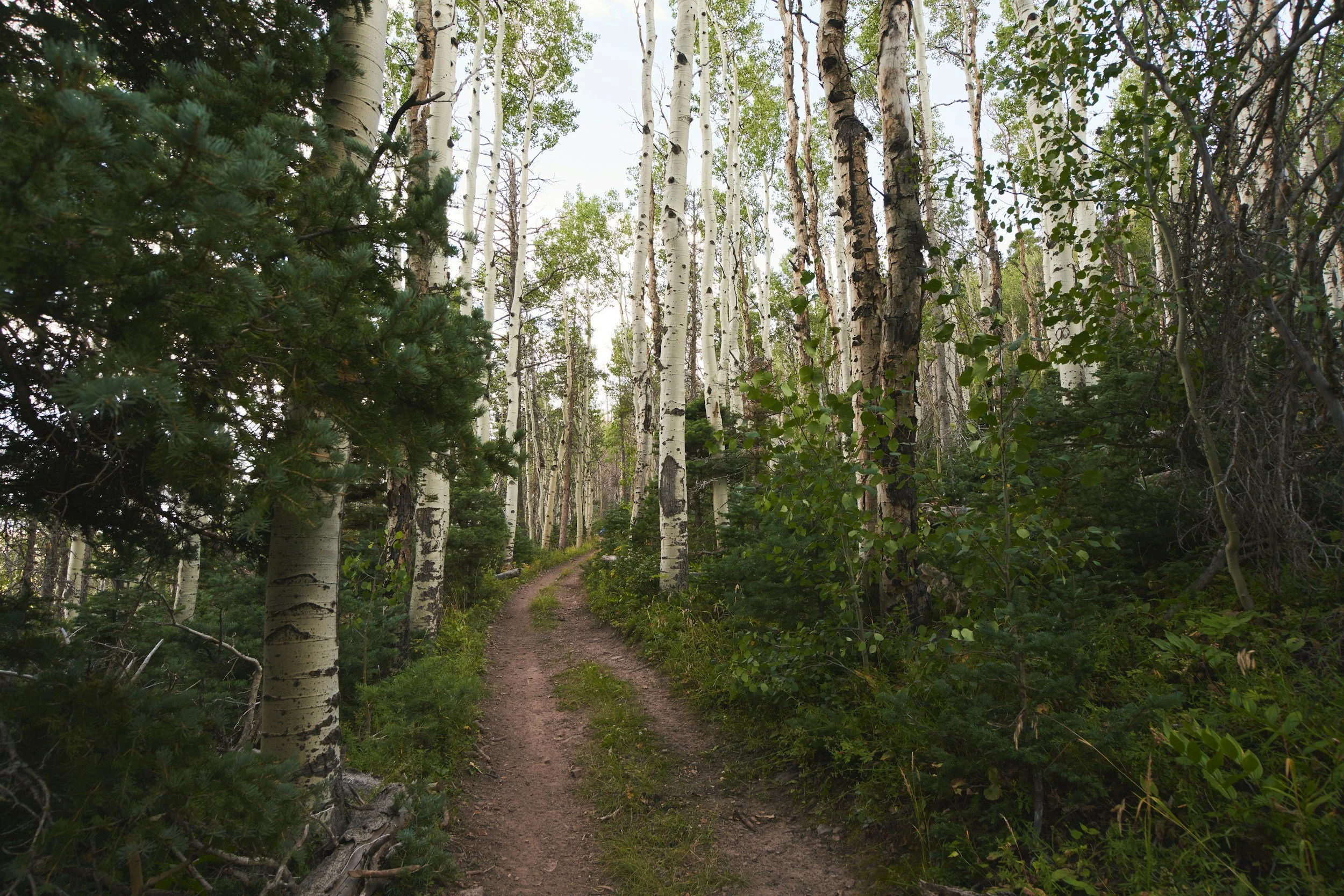Forest path with aspen trees and greenery