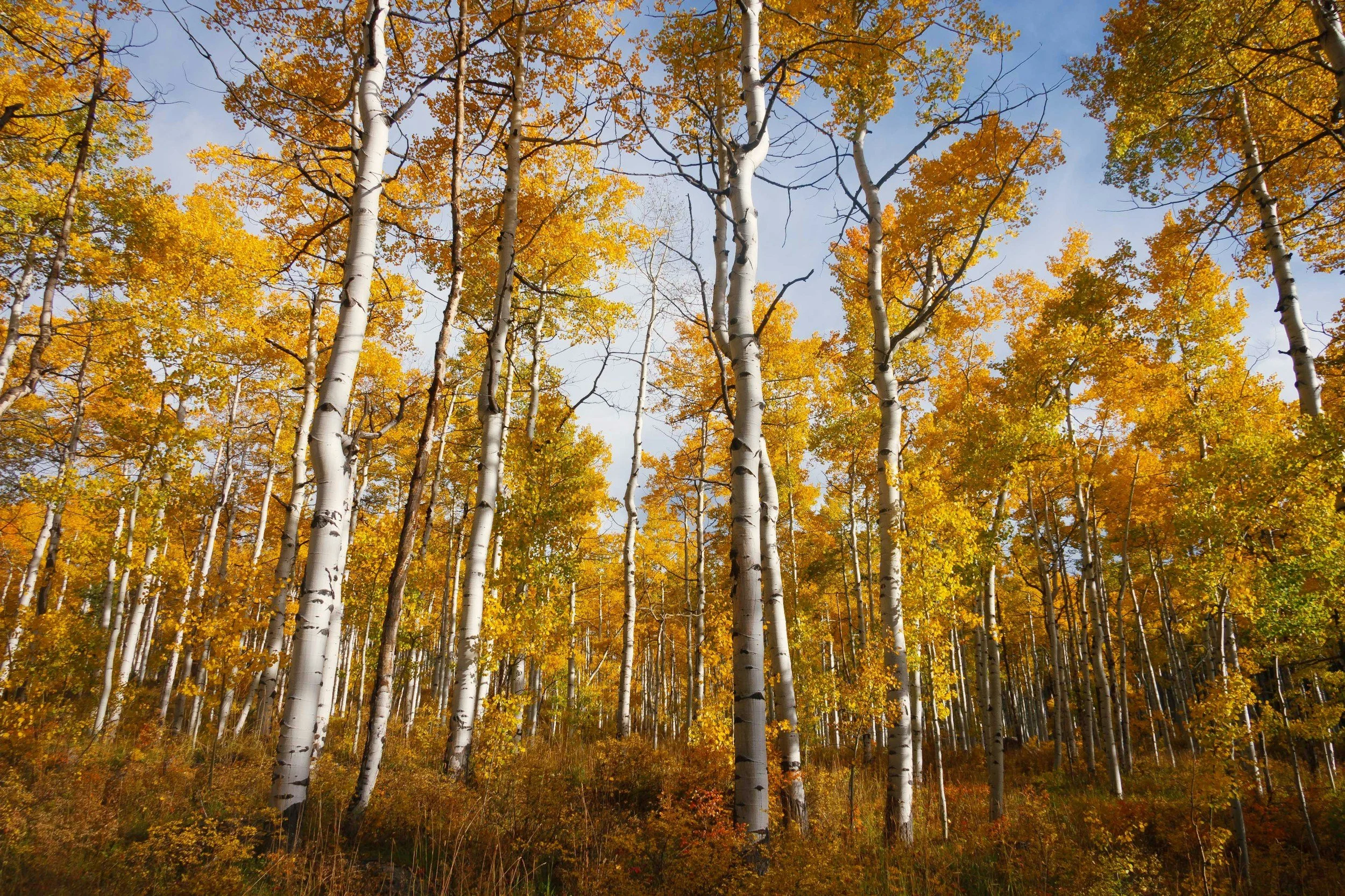 A forest of tall aspen trees with white bark and yellow-orange autumn leaves, with a blue sky in the background.