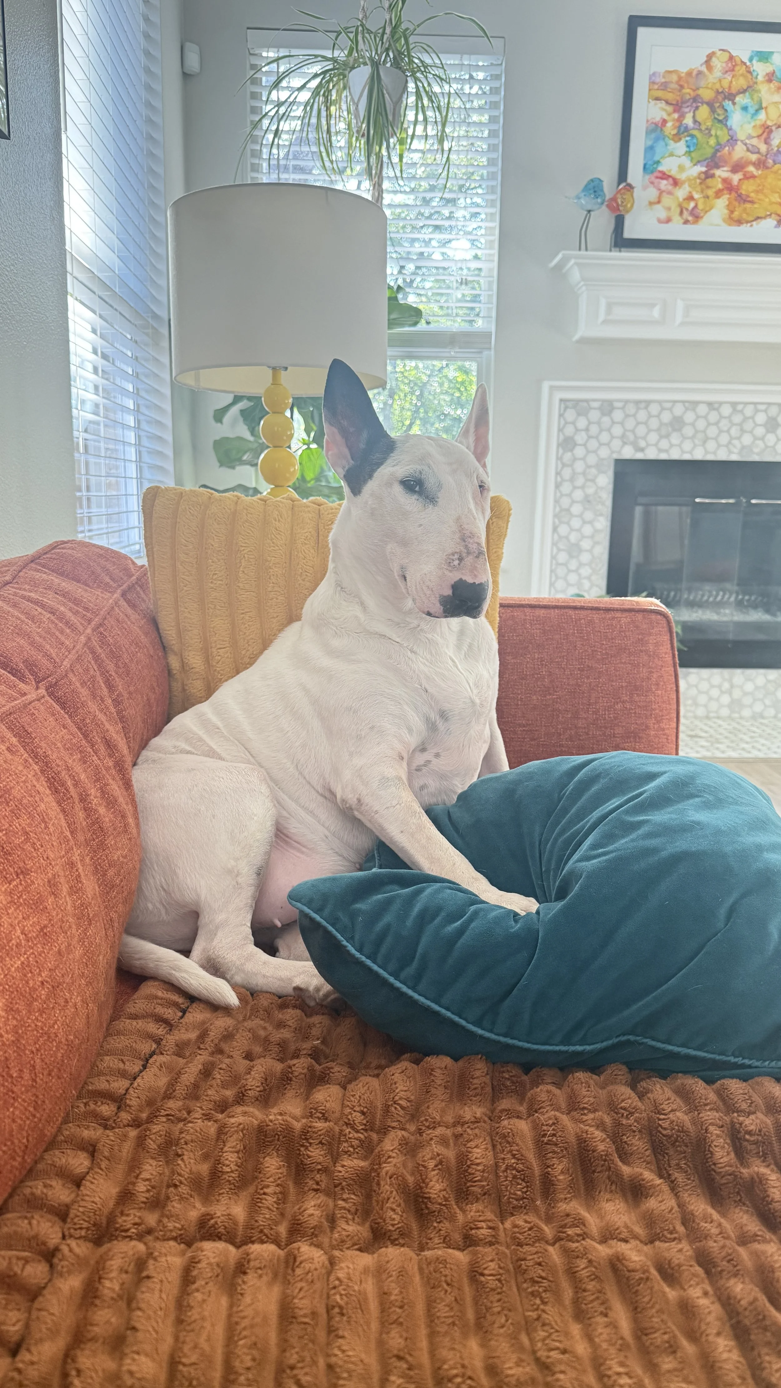 Having a Bull Terrier is a Spiritual Practice.