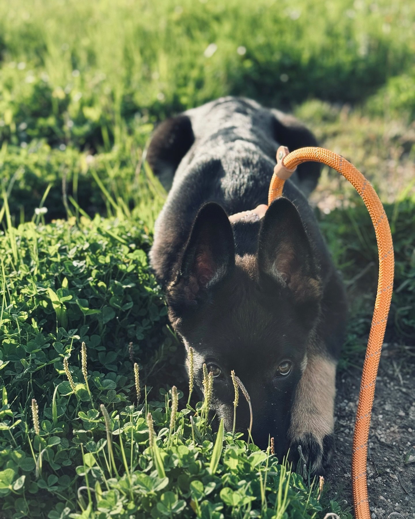 This scruffy little rascal who adopted us almost two months ago&hellip;

Yoshi-san 🐶