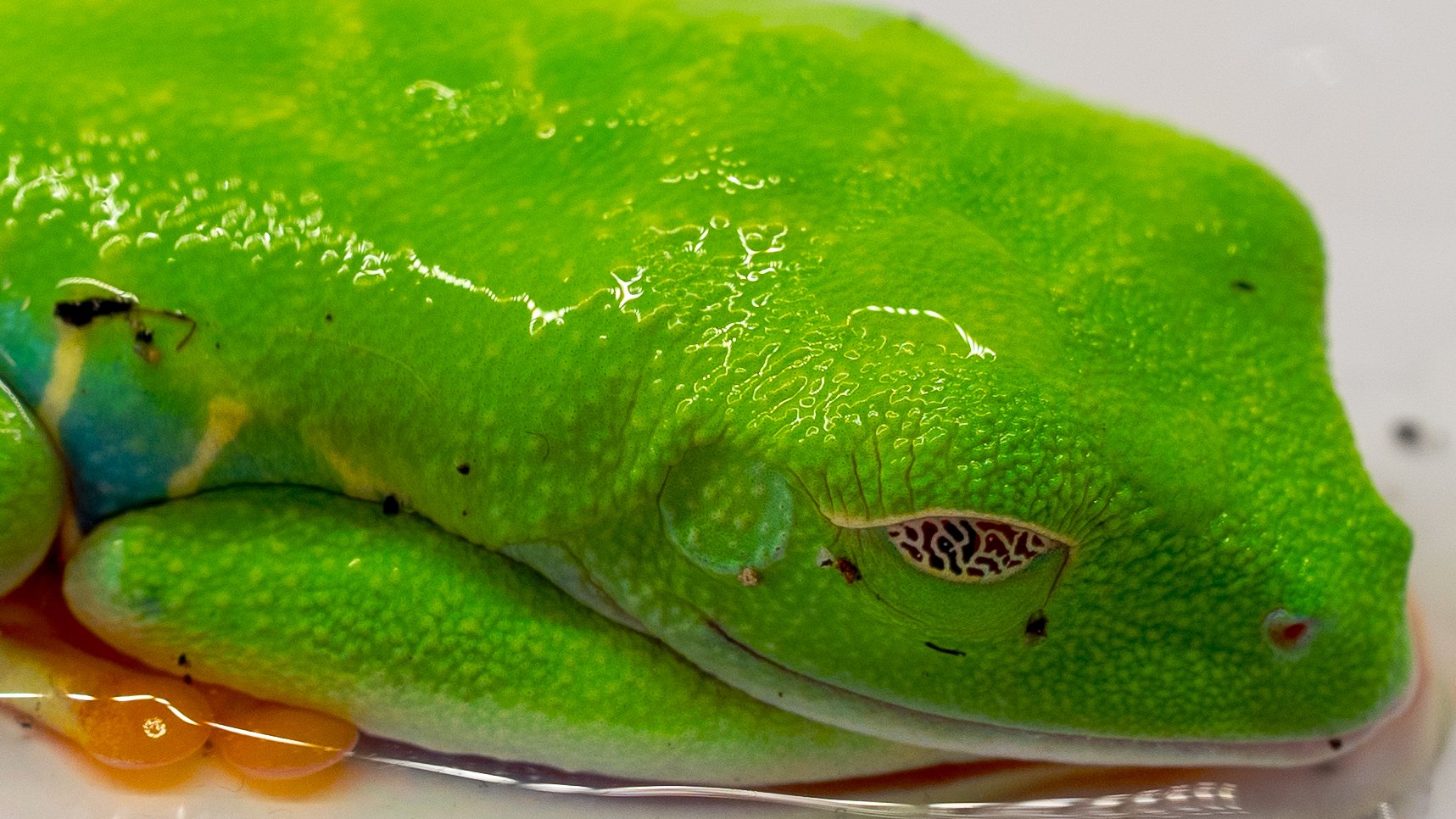 Une rainette nommée Pancake