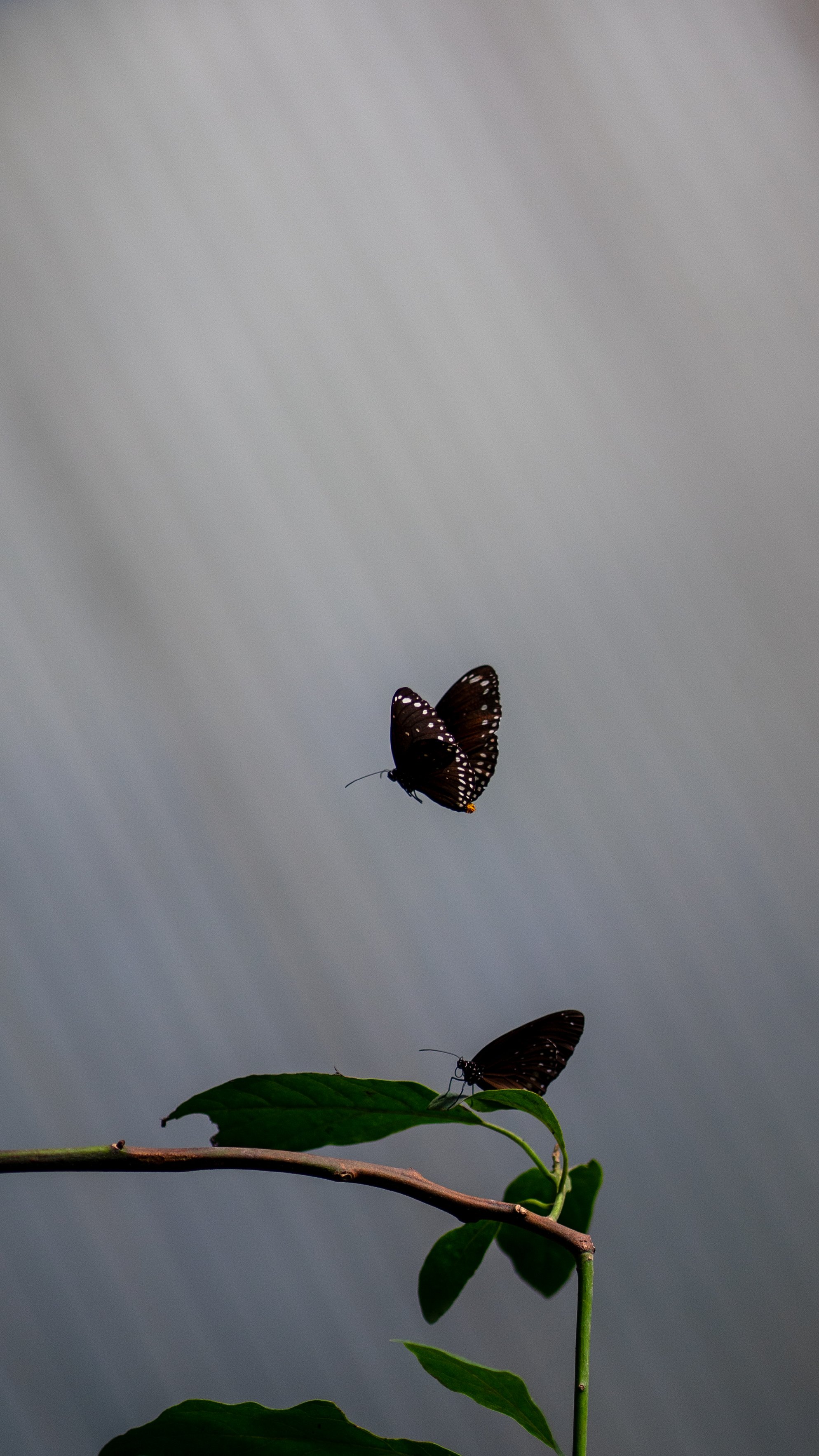 _DSC5582.jpg