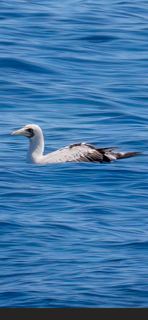 Masked Booby