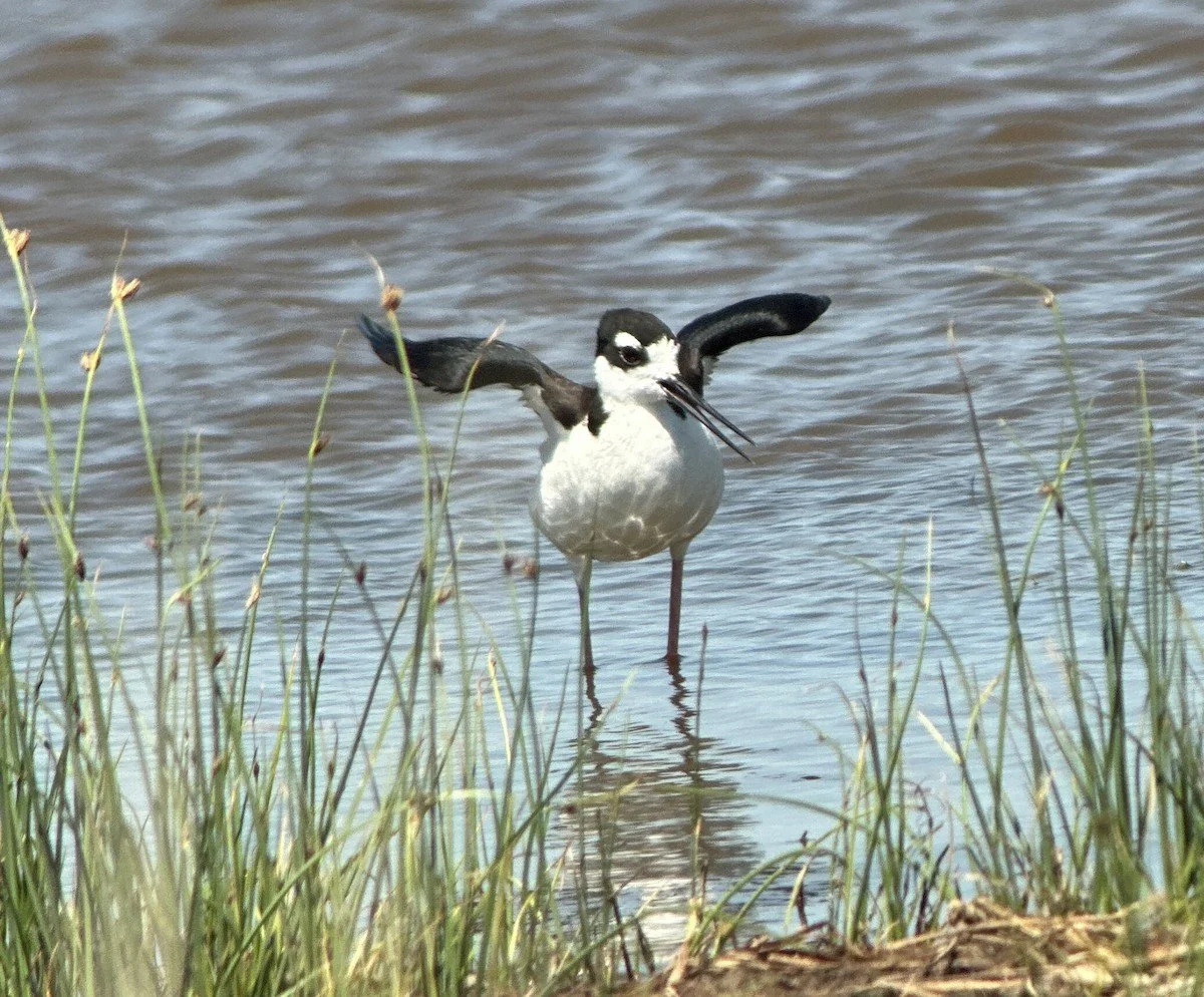 Black-Necked Stilt