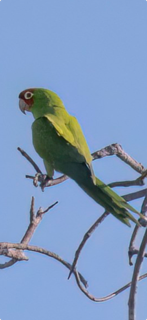 Red-Masked Parakeet