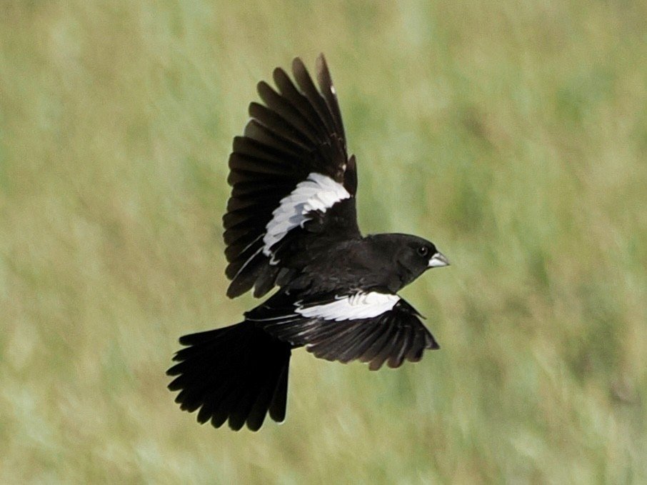 Lark Bunting
