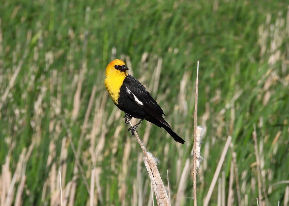 Yellow-Headed Blackbird
