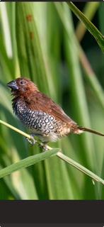 Scaly-Breasted Munia