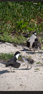 Sooty Tern