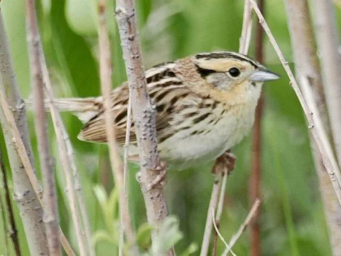 LeConte's Sparrow