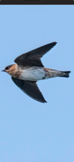 Cave Swallow