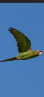Mitred Parakeet