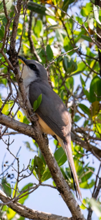 Mangrove Cuckoo