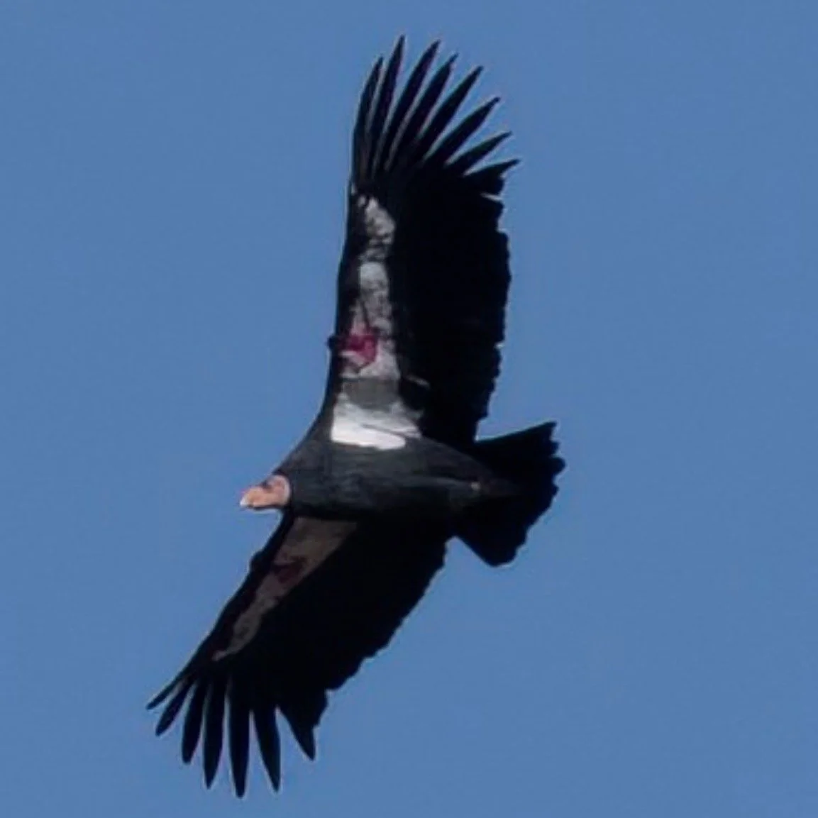 IMG_8450.jpg