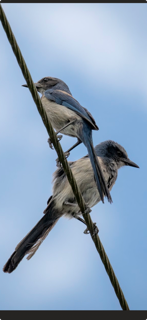Florida Scrub-Jay