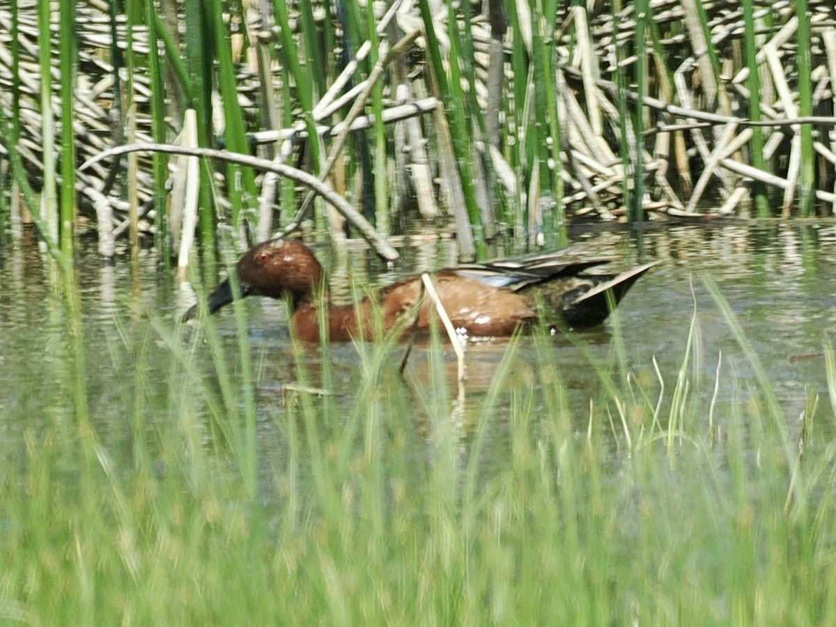 Cinnamon Teal