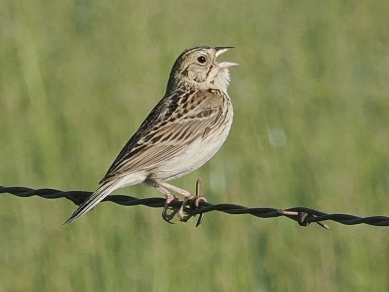 Baird's Sparrow