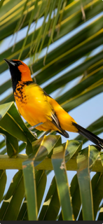 Spot-Breasted Oriole