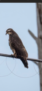 Snail Kite