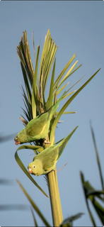 Yellow-Chevroned Parakeet