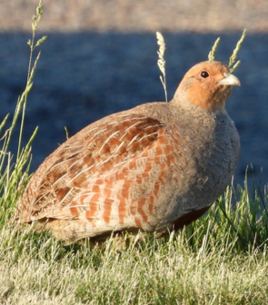 Gray Partridge