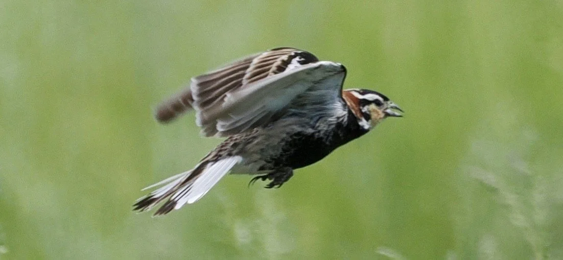Chestnut-Collared Longspur