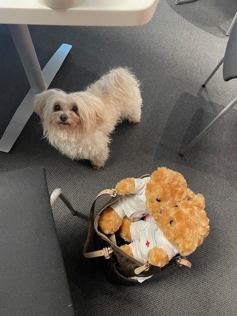 Liten hvit hund som står på gulvet ved en kontorstol, med en kosedyr som ser ut som en hund i en liten veske ved siden av.