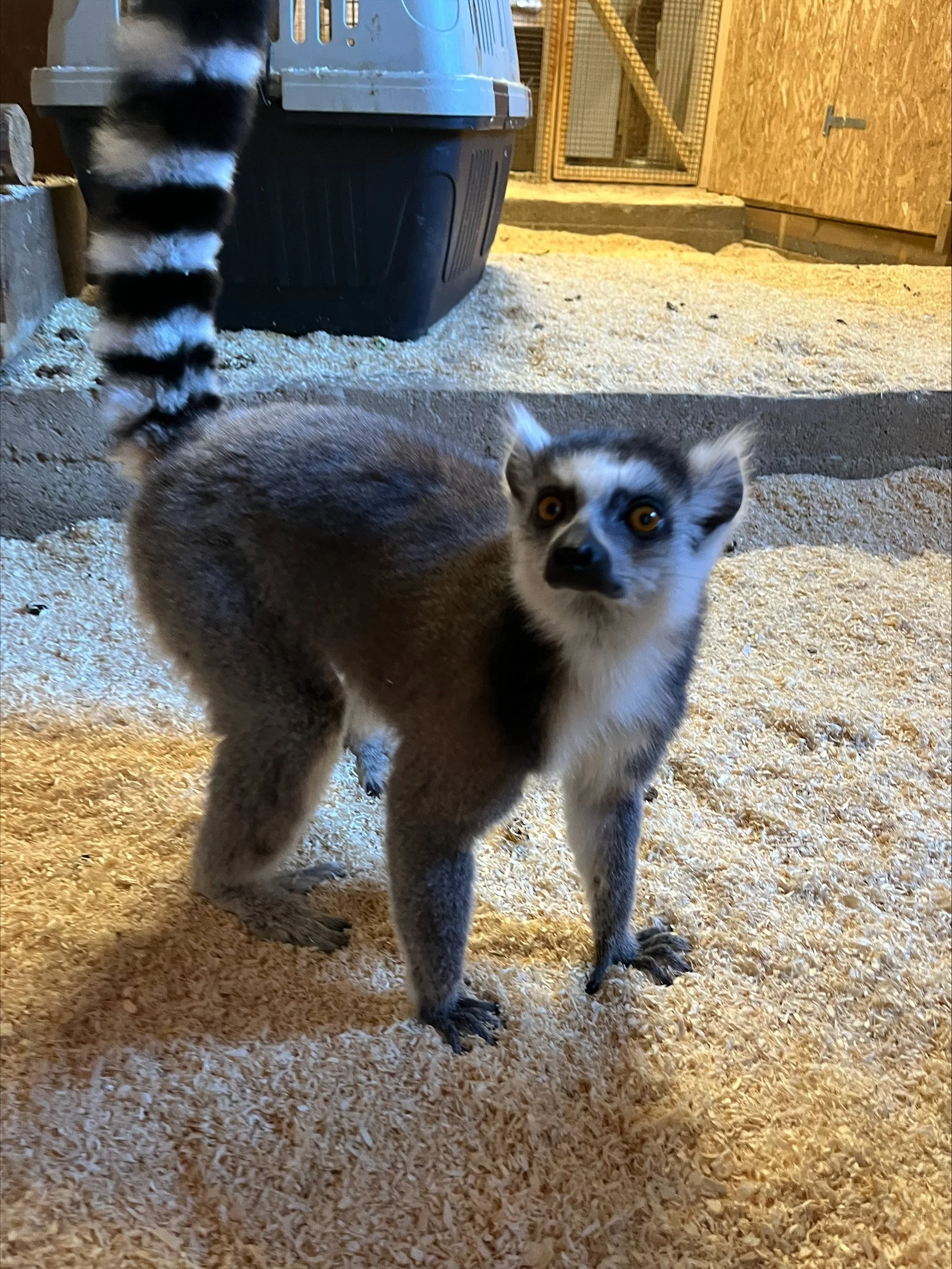 To lemurer, en med brunt og hvitt pels, og en ung lemur med grått og hvitt pels, står på en seng av treflis i et innendørs område med trevegger og en hundehytte i bakgrunnen.