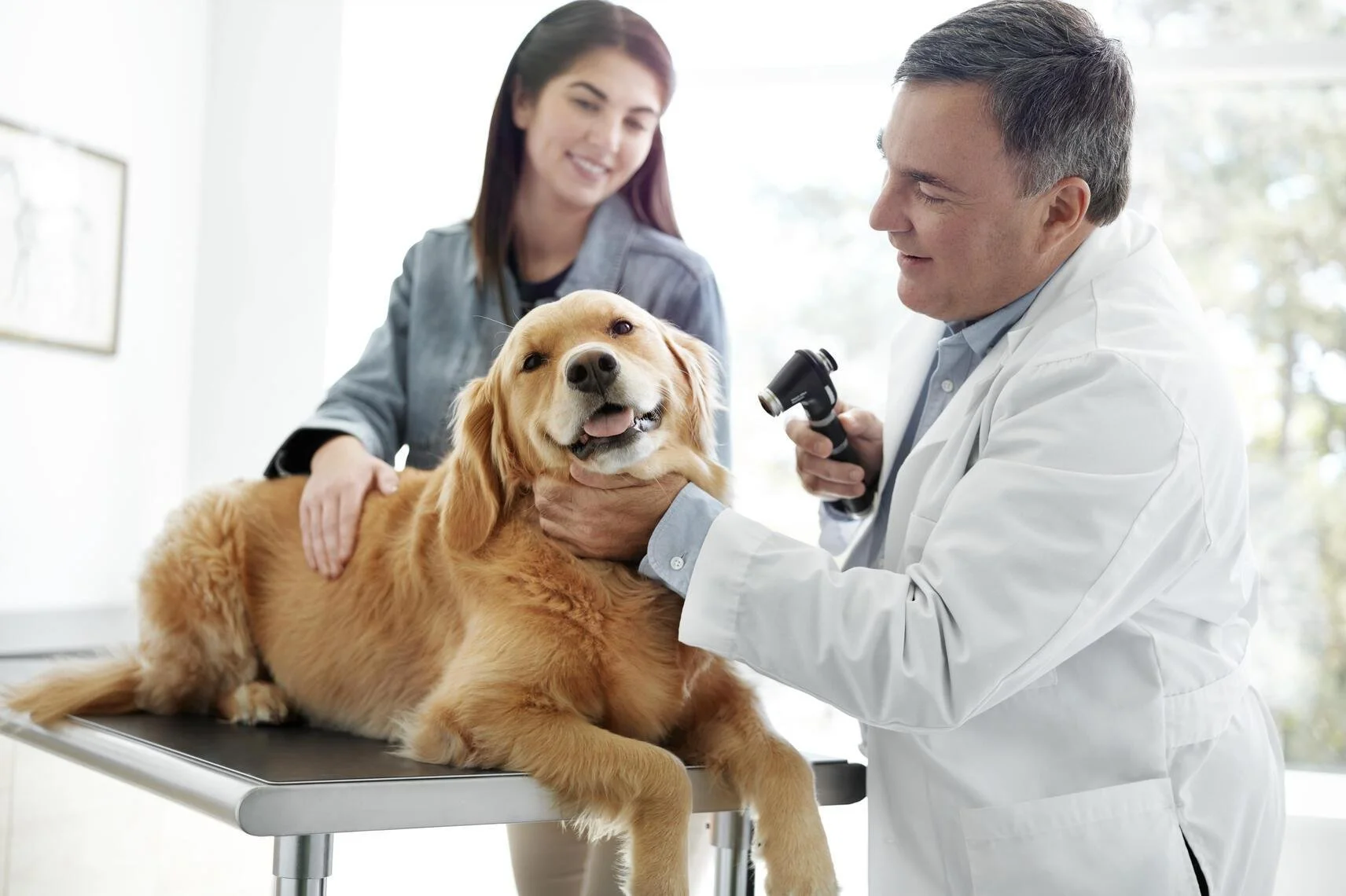 panoptic_plus_ophthalmoscope_veterinary_exam_2358_landscape-3-2.jpg