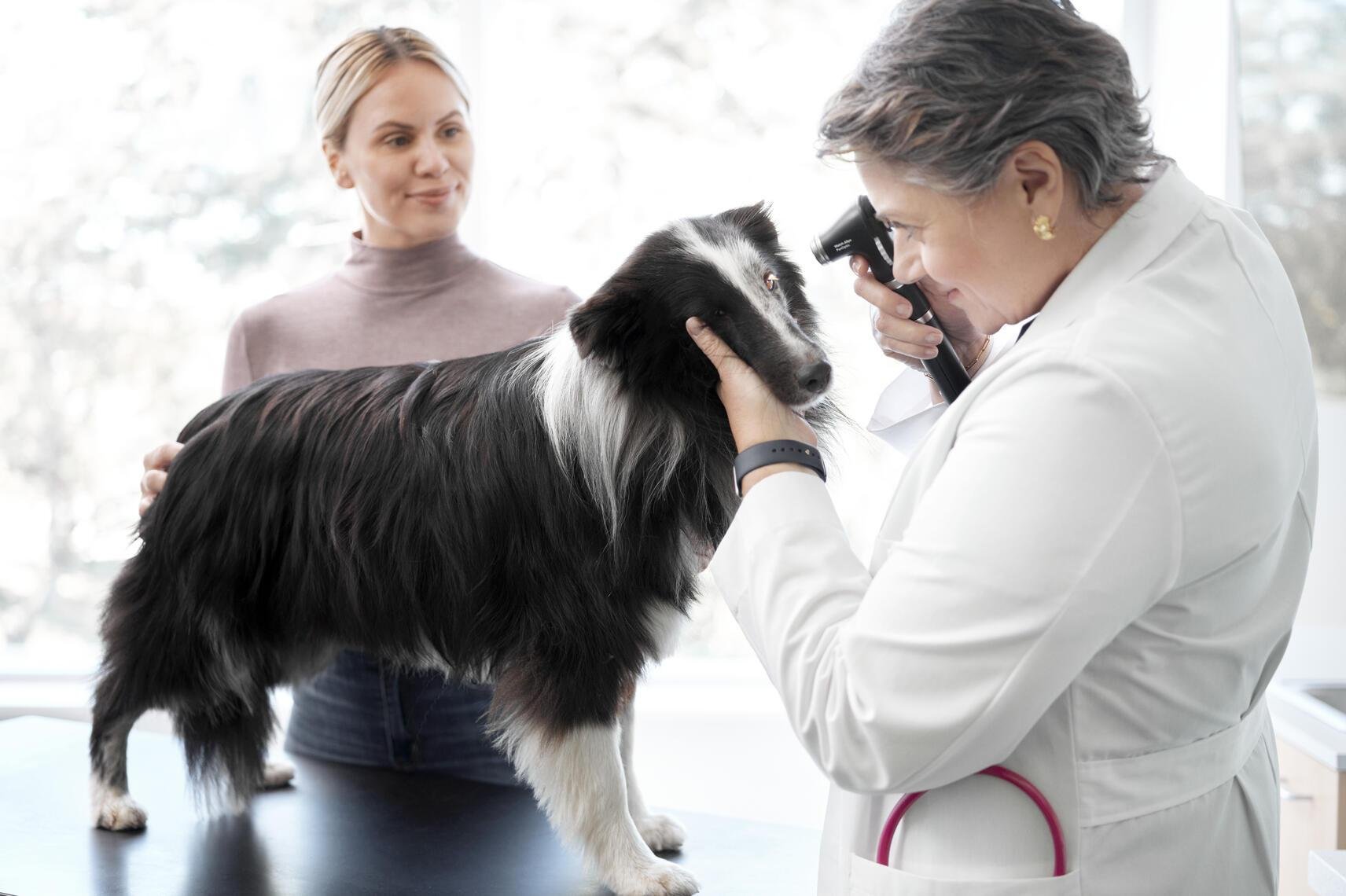 panoptic_plus_ophthalmoscope_veterinary_exam_2563_landscape-3-2.jpg