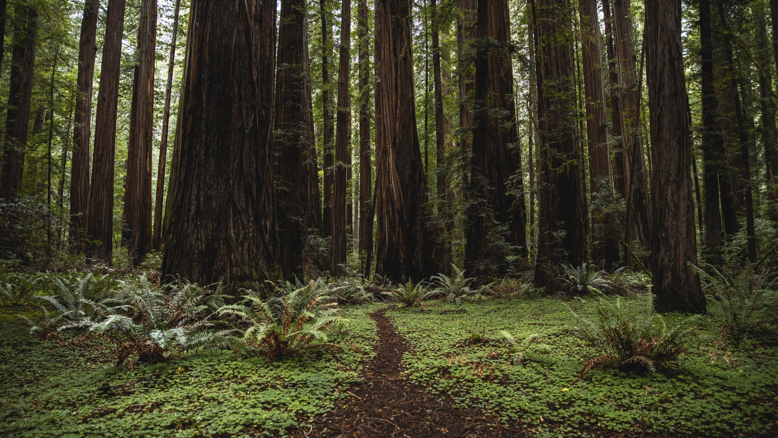 Redwood Featured Image.jpeg