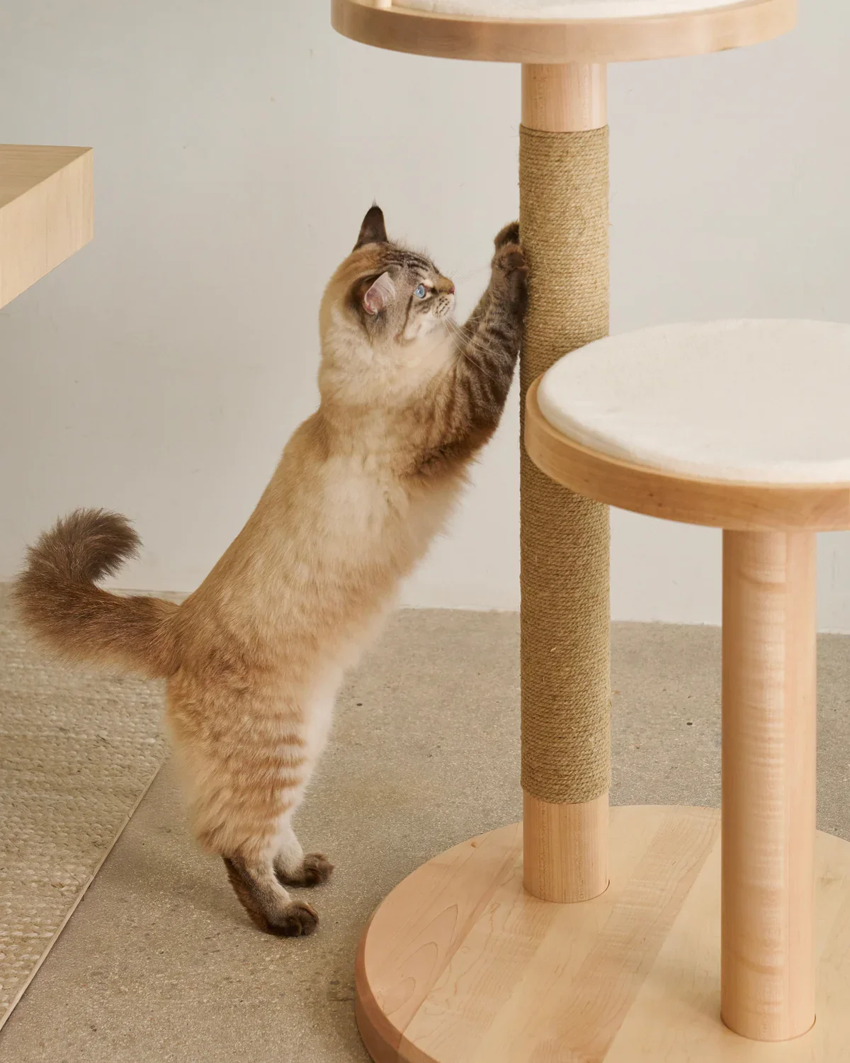 Purrsona_Lifestyle_Blonde_623.webp