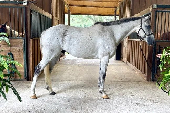 Meet Notorious; aka Sullie
(JC: Ginsberg)
16.1 hand 8 year old thoroughbred gelding with a supersized personality. Looking for an eventing or show jumping partner? Sullie is too! He loves to play in the cross country field.
Banks? No problemo.
Wat
