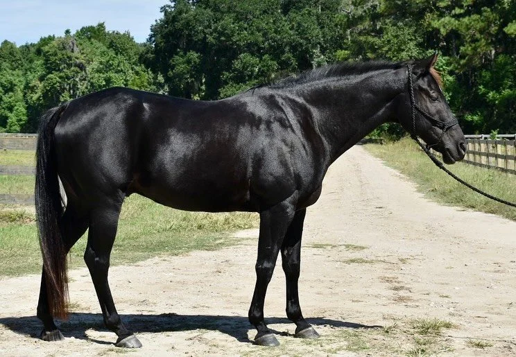 ✨For Sale: Easy Rider “Easy”✨
10 y/o 15hh Appendix QH gelding
📍Charleston, SC
Looking for a FUN-SIZED horse to do any and every thing with??
Want to jump? ✅ He’s happily schooling 2’6”-2’9” and has don