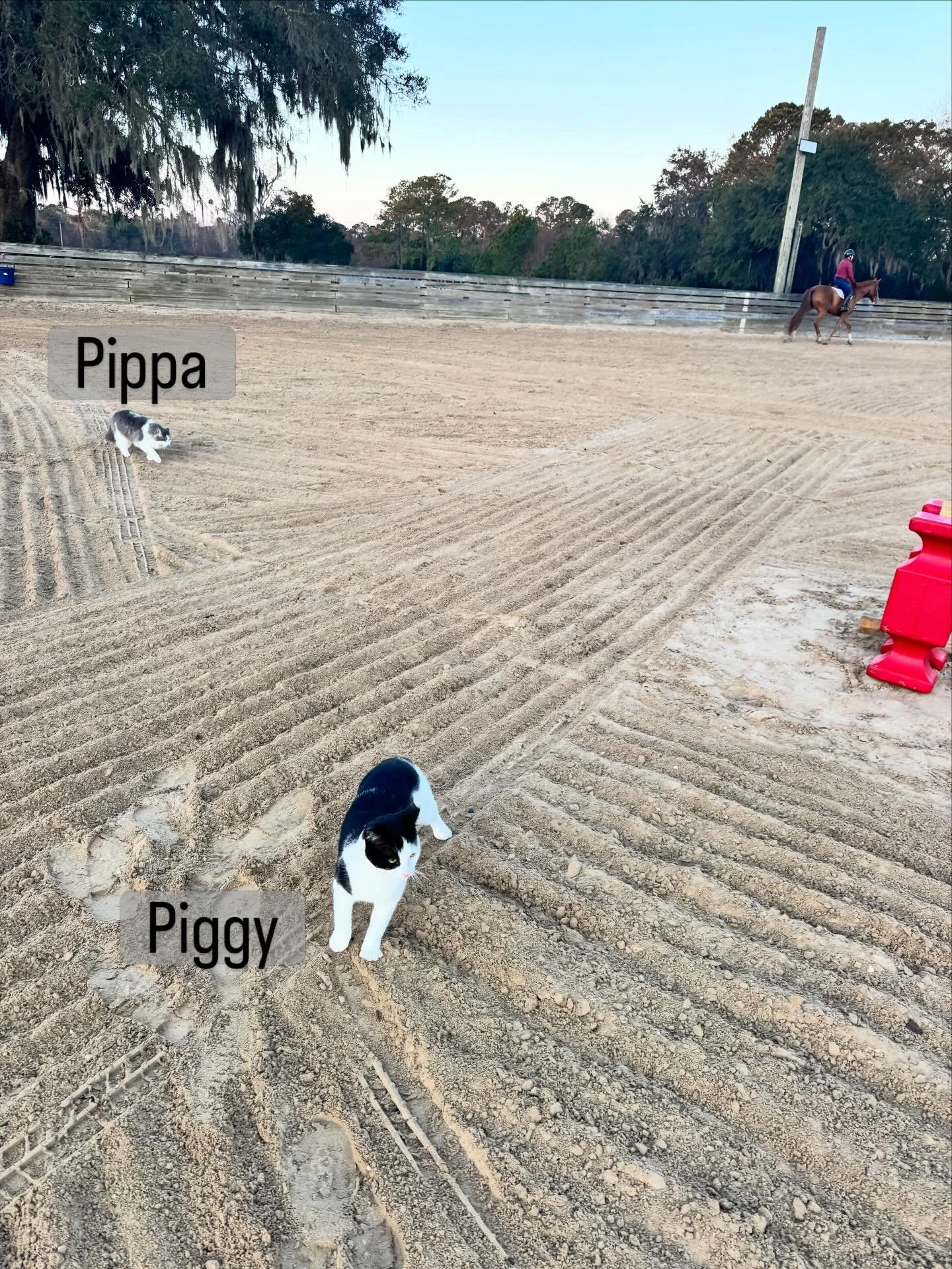 Team OET is thrilled to announce our two new Assistant Trainers-Piggy (March) and Pippa (Funnell). Currently,  they are shadowing me and learning but should be ready to take over early morning lesson slots soon!
@pippafunnell.official @piggy.march