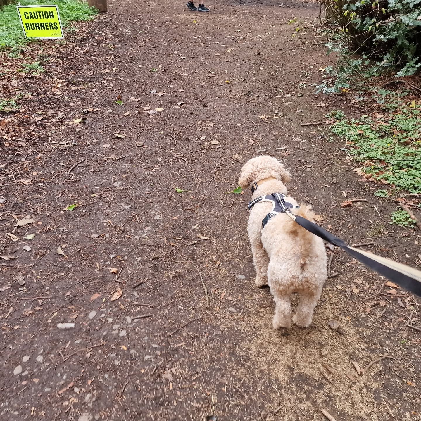 Mr O thought we were trying to trick him into taking part in ParkRun this morning.