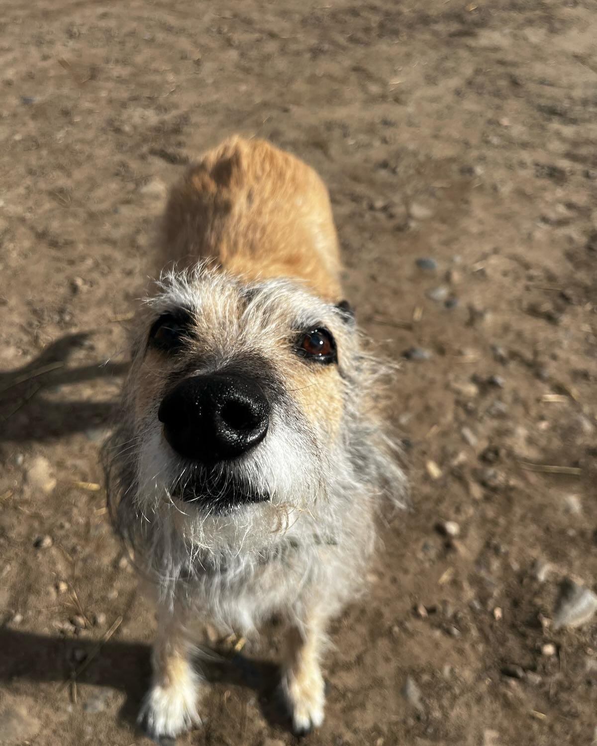A couple of weeks ago we waved goodbye to Lord Timothy. Timmy was our very first client and we are super grateful for the time we got to spend with him. He has set off for a new life and to live out his retirement years in Shetland with his wonderful