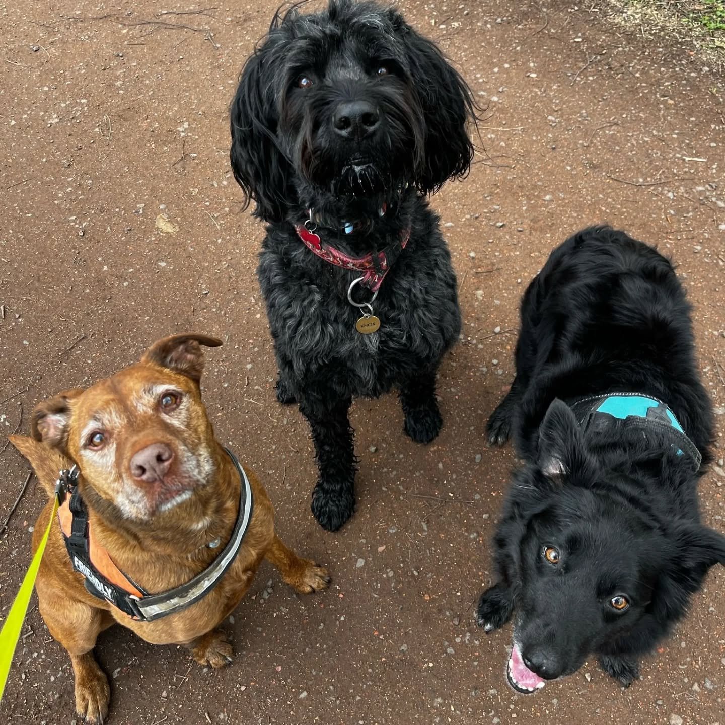 Our Saturday morning pack really are a bunch of smashers.
If you're looking for someone to look after your precious pooch at the weekends, then why not try a walk on the Bark Side πΎ
#dogwalker #barksideofmidlothian #smallbusiness #dogs #dogsofins