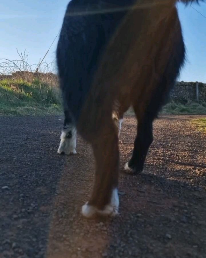 We know that it's hump day, but Linton and Jet have got their happy feet on ππΎ
#barksideofmidlothian #dogwalking #dogsofinstagram #dogsofmidlothian #dogsofedinburgh #dogwalker #dogcaremidlothian