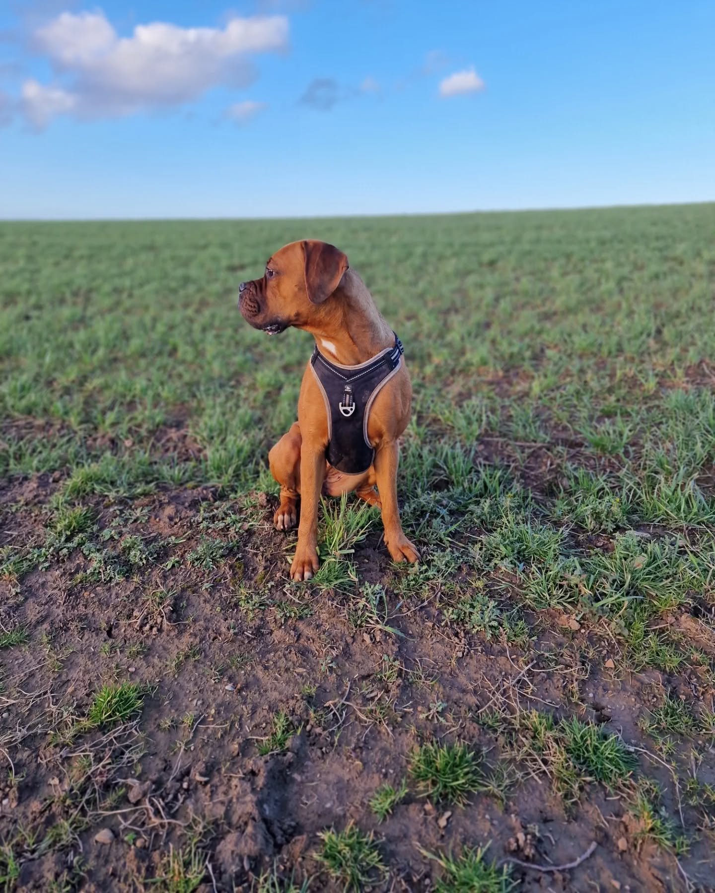 Luna is super excited to let you know that we have availability on our evening walks. Group and Solo walks available, just get in touch.
#barksideofmidlothian #dogwalker #midlothian #smallbusiness #dogs #dogwalking