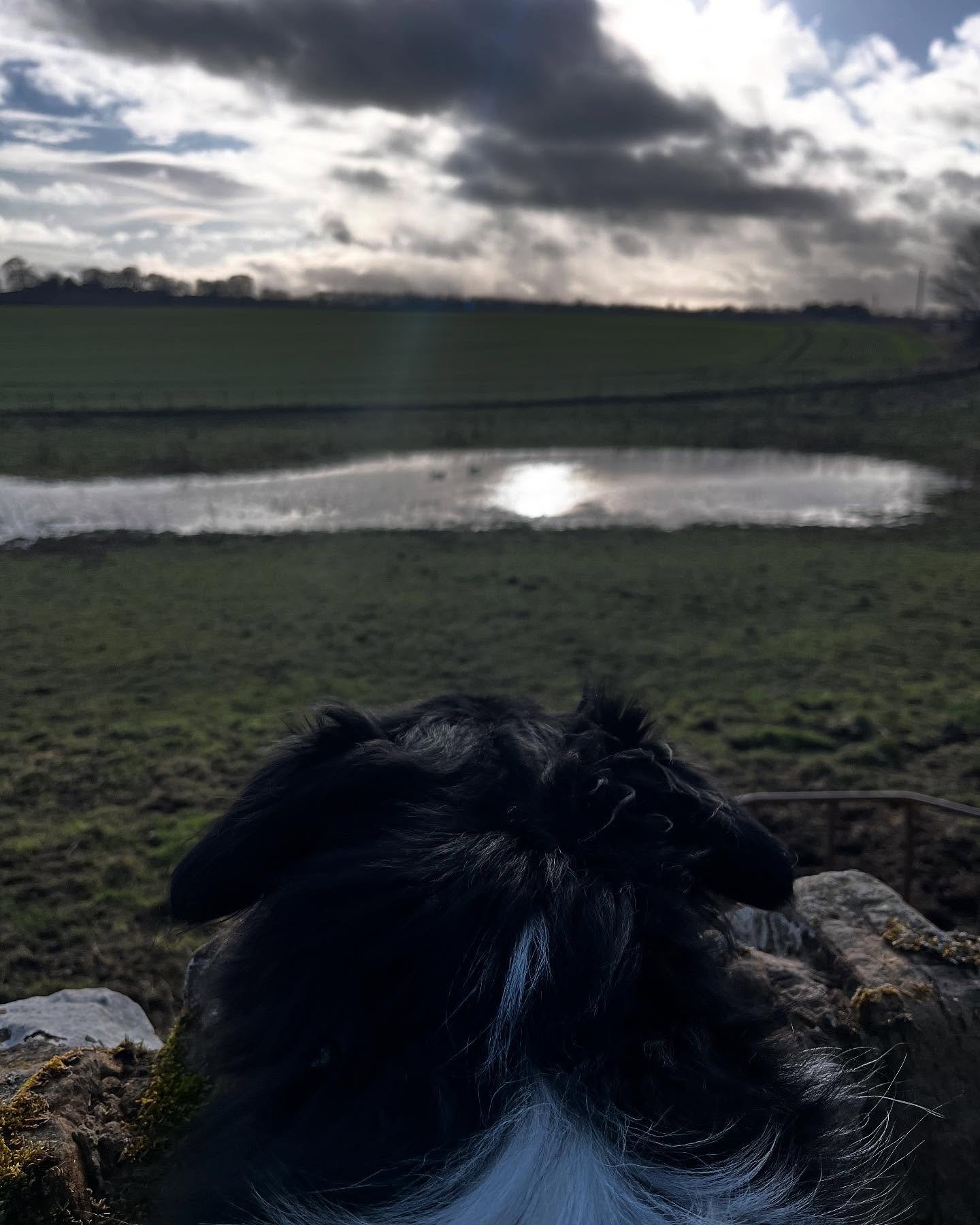 Linton wants to know if spring is on it’s way yet?! β
οΈ#dugcam #dogcam #lintoncam #dogears #dogwalker #midlothian