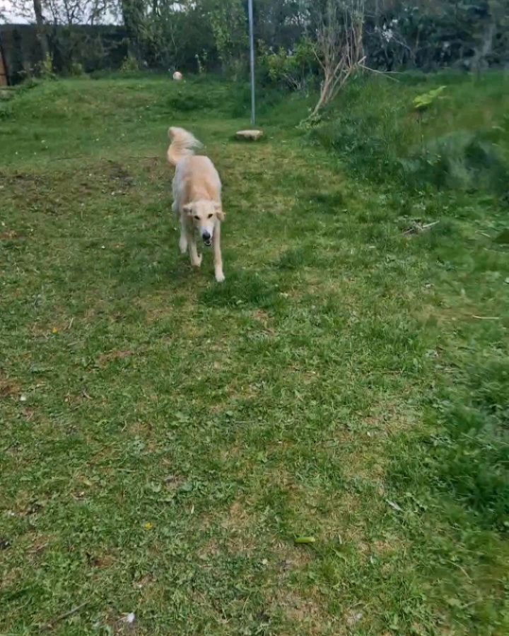 Which is your #WoofWalkOfTheWeek ?
.
.
.
#barksideofmidlothian #catwalk #dogwalk #dogwalking #dogsofinstagram #dogsofedinburgh #dogsofmidlothian #smallbusinesses