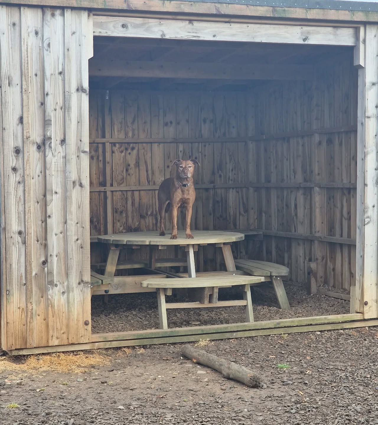 The floor is lava π₯
Tess enjoyed some scent training this morning whilst her younger sisters were burning some energy at the dog park.
.
.
.
#dogsofmidlothian #dogsofscoltand #dogwalking #dogtraining #dogwalking #scenting #trailing