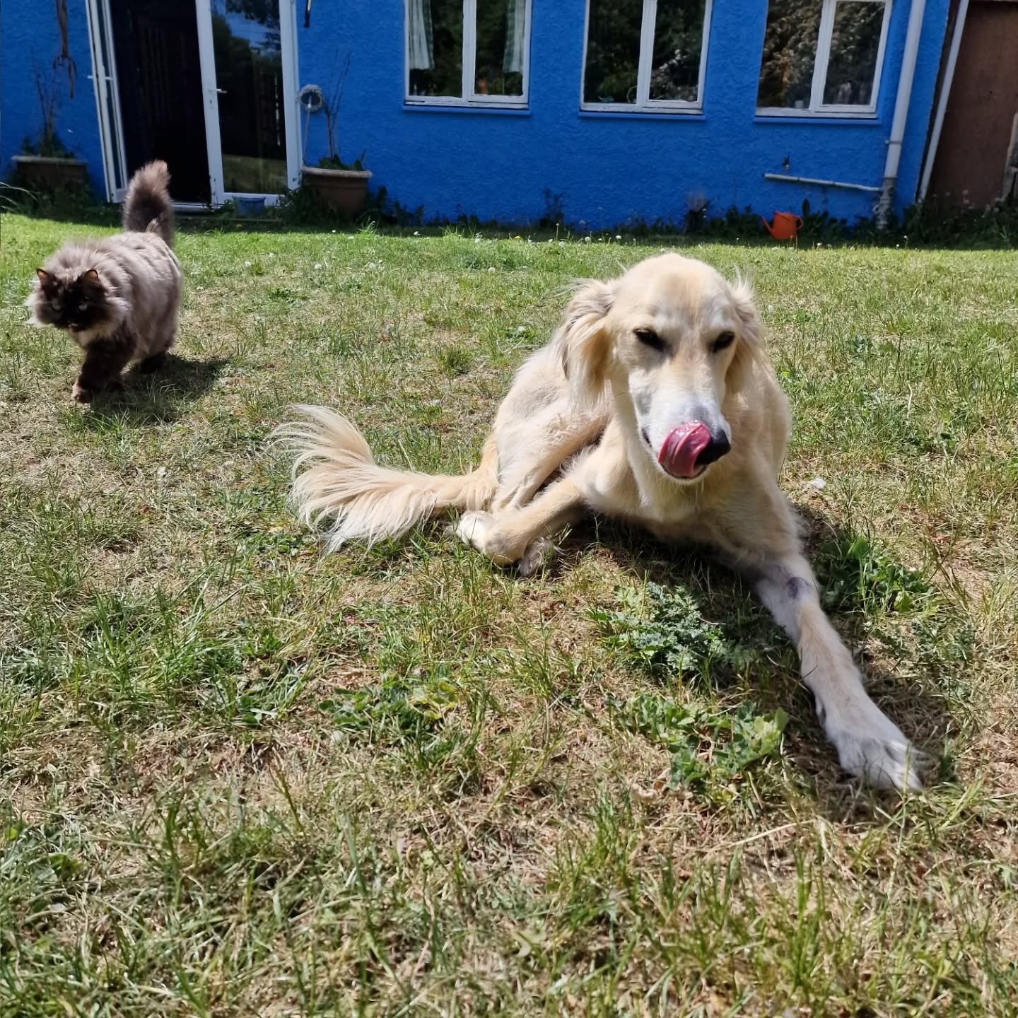 At Bark Side we provide scritches for every member of the family πΆπΊ
.
.
.
#BarkSideOfMidlothian #dogwalking #petletouts #petcare #dogtraining #midlothian #Scotland #smallbusinesses