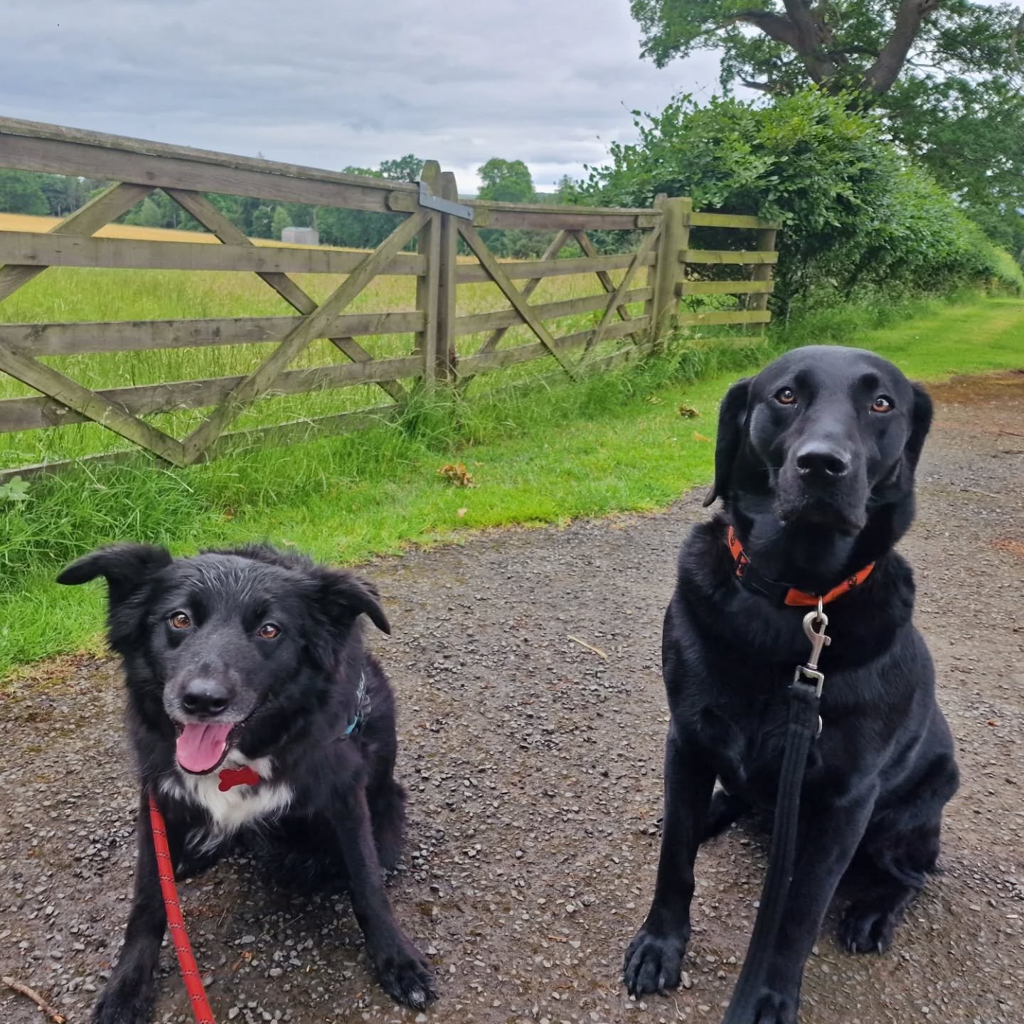 We had a lovely trot around @prestonhallestate this afternoon. Beautiful, even in the rain.
.
.
.
#dogwalking #dogtraining #midlothian #dogsofinstagram #dogsofscotland #smallbusiness #dogwalkingmidlothian