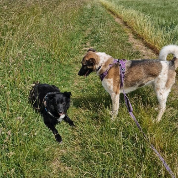 This week has been a very happy one for us at BSM.
We have been working with the beautiful Ada for a few months now. When we first met, she had become reactive with dogs (especially black ones) after a not so friendly incident. We have been working