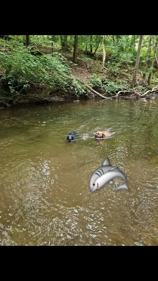 ⚠️WARNING⚠️
Sharks spotted at Gore Glen 🦈
.
.
.
#dogwalking #landshark #BarkSideOfMidlothian #dogwalking #dogsofinstagram #swimming #midlothian #smallbusiness #dogtraining